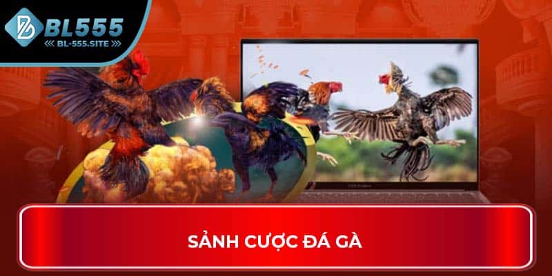 Sảnh cược đá gà